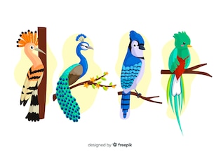 quetzal bird vectors