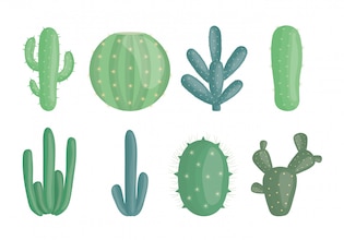 Cactus vectors