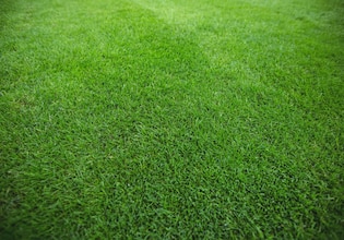 grass textures