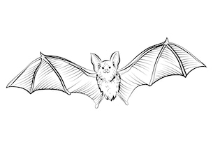bat drawings