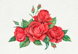 rose drawings