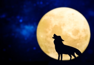 Wolf silhouettes