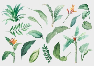 leaf vectors