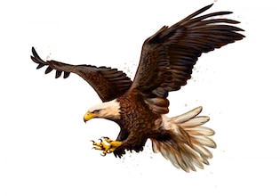 Bald eagle vectors