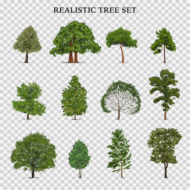Free vector realistic tree transparent set with isolated images of single trees with foliage green leaves and text vector illustration