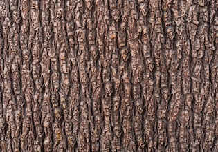 tree textures
