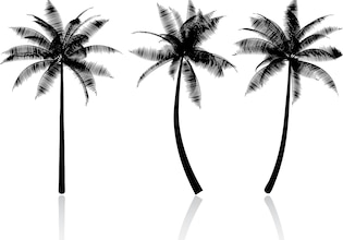 Palm Tree silhouettes