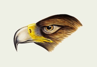 bald eagle illustrations